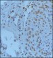GREMLIN Antibody (C-term)